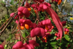 Pfaffenhut - Euonymus europaeus "Red Cascade"