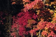 Herbststimmung mit Strahler