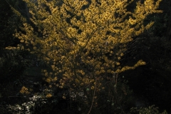 Hamamelis "Barmstedt's Gold"