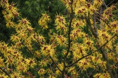 Hamamelis "Barmstedt's Gold"