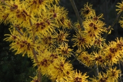 Hamamelis "Barmstedt's Gold"