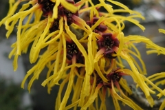 Hamamelis "Barmstedt's Gold"