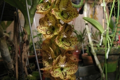 Cycnoches barthiorum