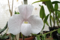 Paphiopedilum niveum