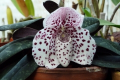 Paphiopedilum bellatulum