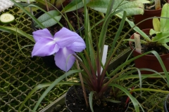 Tillandsia umbellata