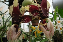 Stanhopea tigrina (Nahaufnahme)