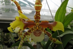 Odontoglossum grande
