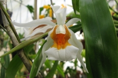 Coelogyne lawreana x orchracea