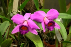 Laelia praestans