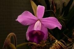 Laelia pumila