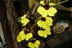 Oncidium "Joakim"