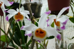 Dendrobium wardianum
