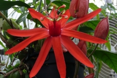 Passiflora piresii