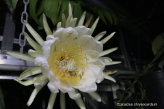 Epicactus chrysocardium