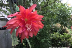 Epicactus Ostrich Feather