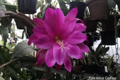 Epicactus Cathay