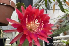 Epicactus Vive Rouge
