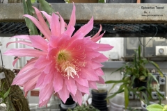 Epicactus Tassel