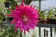 Epicactus Kiwi Stargazer
