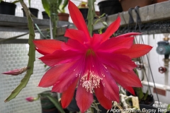 Aporophyllum Gipsy Red