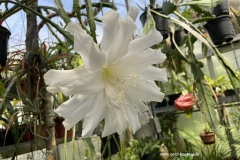 Epicactus Alpine White