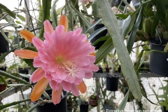 Epicactus American Sweetheart
