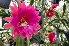 Epicactus Kiwi Stargazer