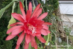 Epicactus Royal Heir