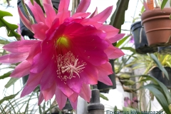 Epicactus Kiwi Stargazer