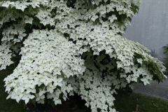 Cornus kousa chinensis