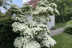 Cornus kousa chinensis