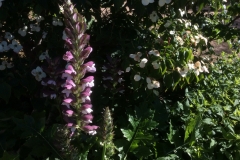 Acanthus hungaricus