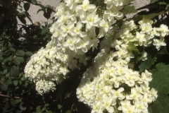 Hydrangea quercifolia "Snowflake"