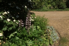 Acanthus hungaricus