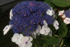 Hydrangea aspera macrophylla