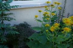 Inula magnifica