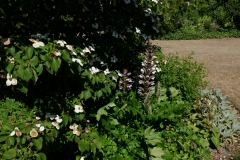 Acanthus hungaricus