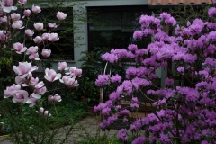 Magnolia soulangiana "Sundew" und Rhododendron carolianum "P.J. Mezitt"