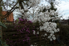 Magnolia "Encore"