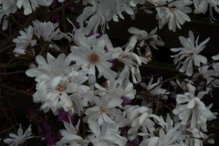 Magnolia "Encore"
