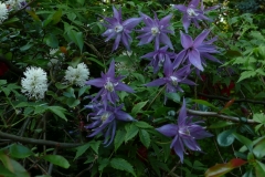 Clematis macropetala "Maidwell Hall"