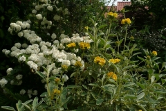 Viburnum plicatum und Phlomis fruticosa