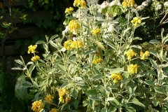 Phlomis fruticosa