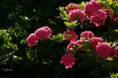 Rhododendron luteum "Homebush"
