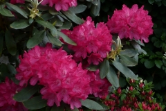 Rhododendron yakushimanum "Astrid"