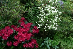 Rhododendron repens Corinna und Fothergilla major