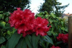 Rhododendron “Taurus“