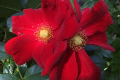 Rosa Red Haze