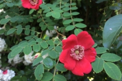 Rosa moyesii \"Geranium\"
